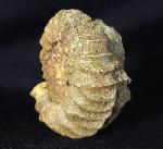 Pavlovia pavlovi (MICHALSKY 1890) - Bild &copy; FossNet FossilienStore